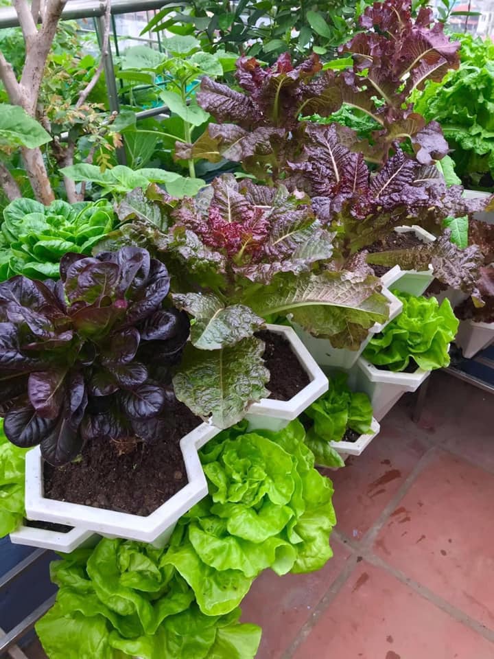 Cách trồng rau xà lách ăn sống chuẩn hữu cơ tại nhà